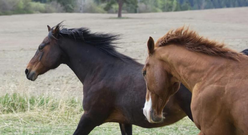 Lovak és ketamin: elkapták a lovas dílereket Magyarországon