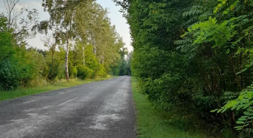 Szokatlan pillanat a ruzsai erdőben: egy különleges állat tűnt fel a fák között, ami sokakat meglepett