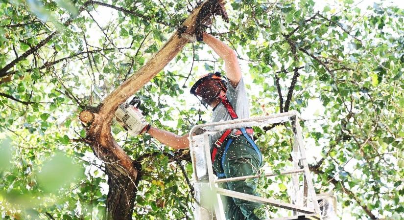 Az MVM figyelmeztet – Sokan nem tudják, hogy a vezetékek melletti fák gallyazása a tulajdonos feladata