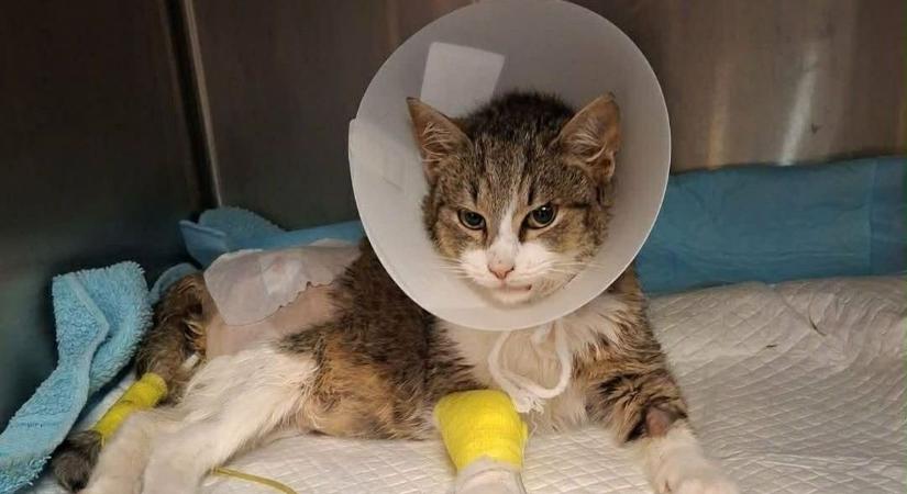 Ha ma még nem tettél jót, most itt a lehetőség: lábra állt a kis túlélő