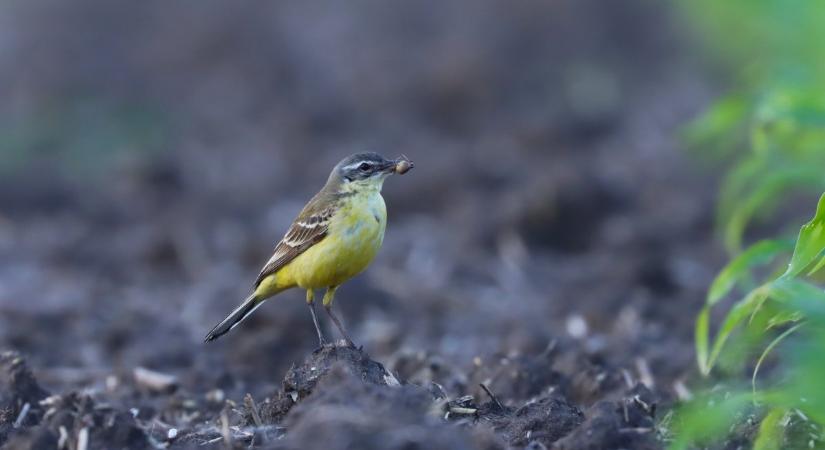 Sorra érkeznek vissza az énekesmadarak a Csanádi pusztákra