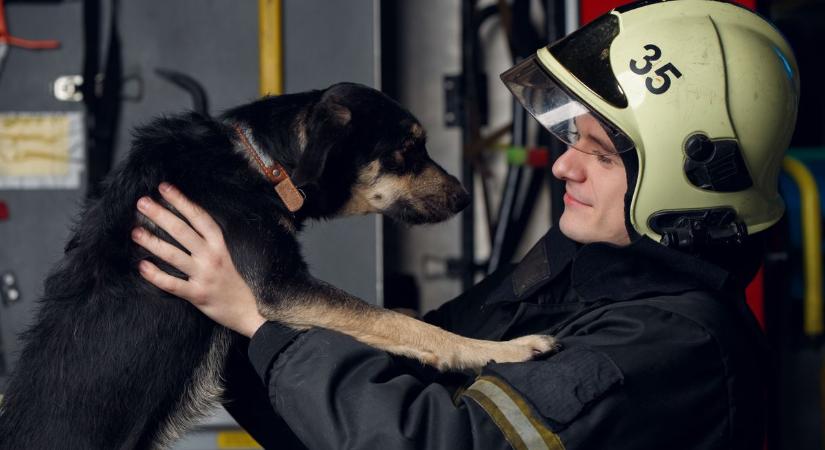Egy kutya raklap alatt került szorult helyzetbe