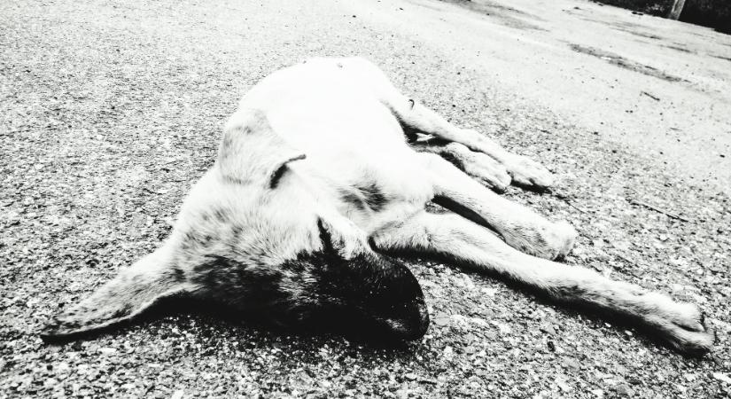 A gyanú szerint megméregezte a kutyákat, majd a kútba dobta őket