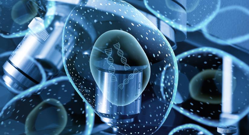 Sokkoló felfedezés: a sejtek már a kezdetekkor meghatározhatják az élet hosszát