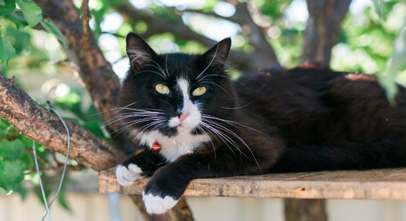 Meglepő, miért van olyan sok macskának fehér zoknija