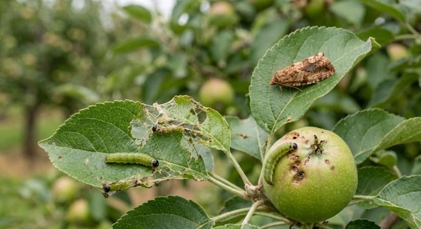 Egyre nagyobb károkat okoz az almatermésben az almailonca