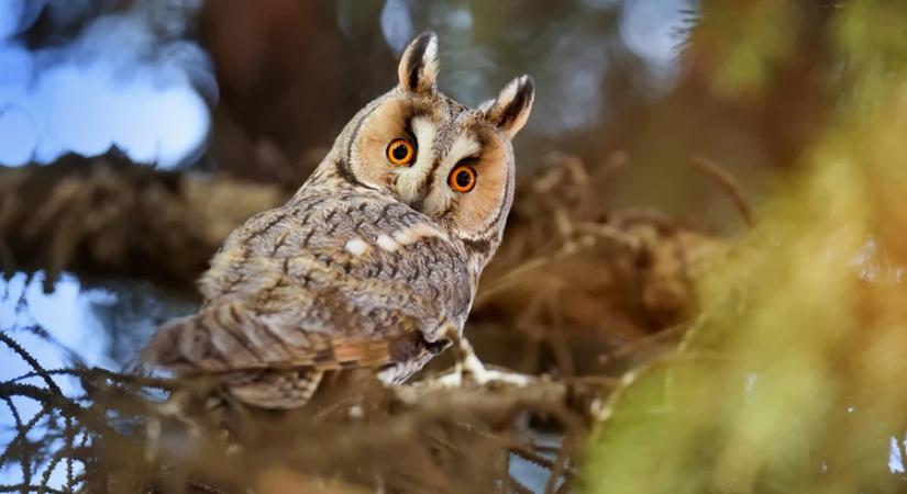 Közel húszezer erdei fülesbagoly telelt Magyarországon