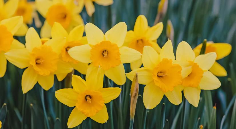 Csodás nárciszmezők: itt szedhetsz saját tavaszi csokrot
