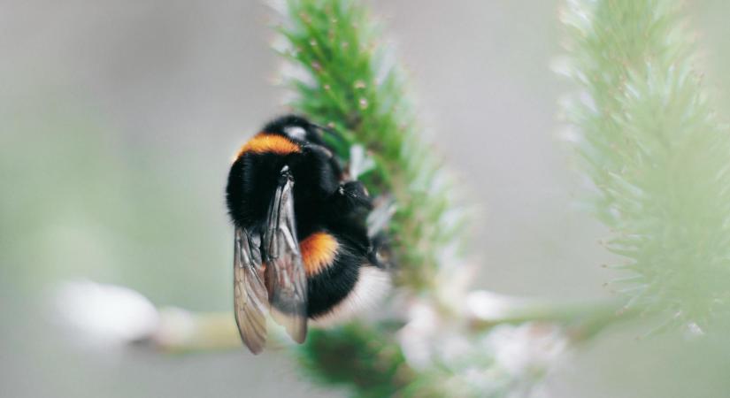 A beporzók típusai: Nem csak a háziméhek léteznek