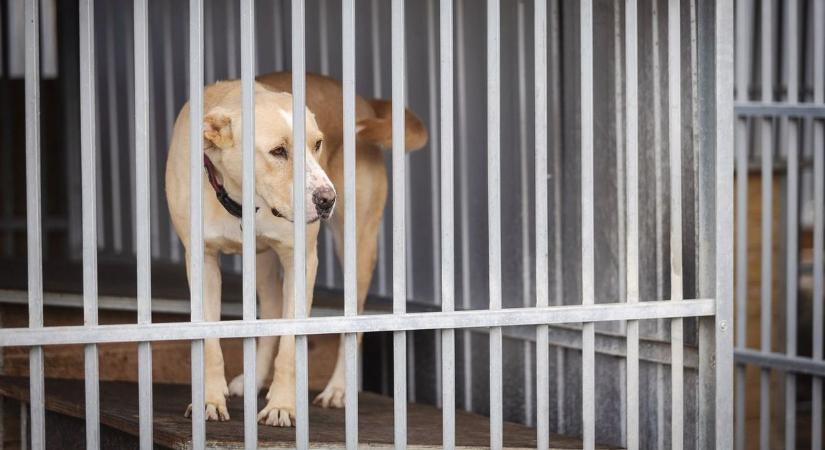 Jobb sors várhat a gazdátlan kutyákra Egerben