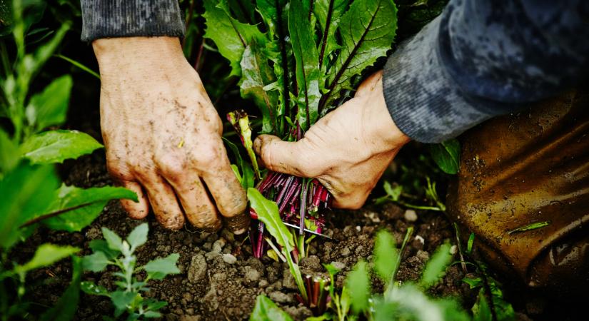 Sokan már így gazdálkodnak az EU-ban: nálunk mégis alig vágnak bele