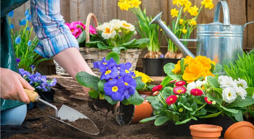 Márciusi kertészkedés: ezeket a növényeket most érdemes elültetni