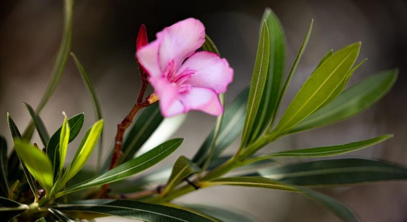 Fertőzött a leander? Ezért rossz ötlet a lemosó permetezés