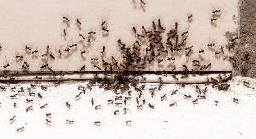 Már most érdemes lépni a hangyák ellen – ezek a módszerek segíthetnek