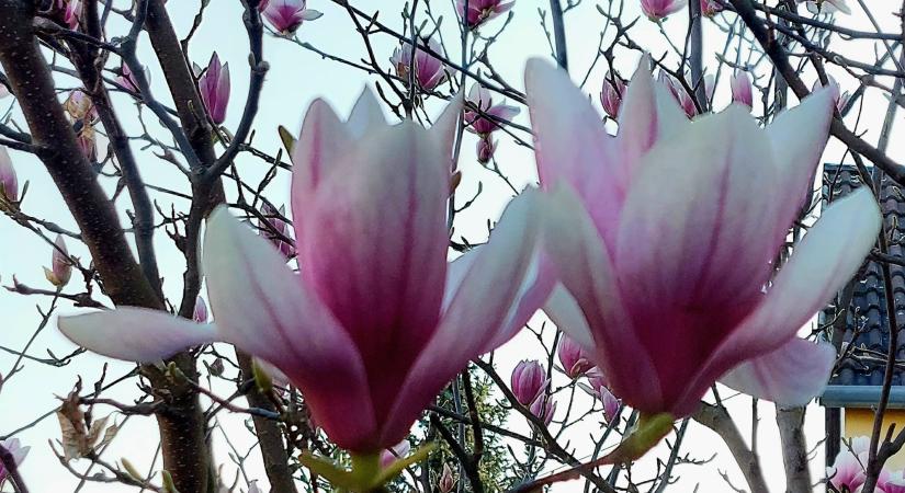 Egyre többfelé bont szirmot a magnólia