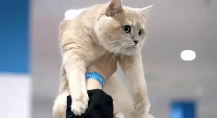 Megkezdődött a művelet: kutyákat és cicákat mentenek a háborús zónából