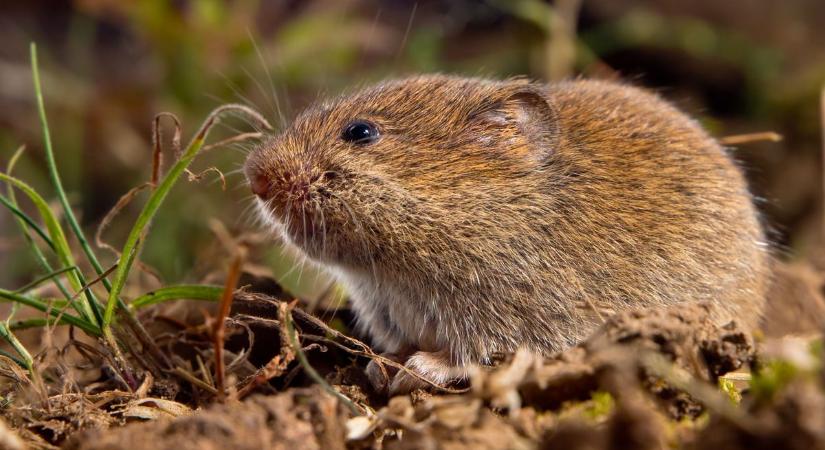 Lyukak a földben, hangyák a házban? Jó reggelt, megérkeztek a tavaszi kártevők