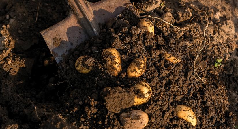 Lehullt a lepel: durva dolog derült ki az ukrán burgonyáról