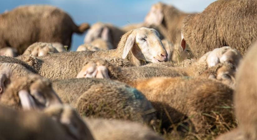 Teher helyett kincs: új utakat keres a magyar gyapjúágazat