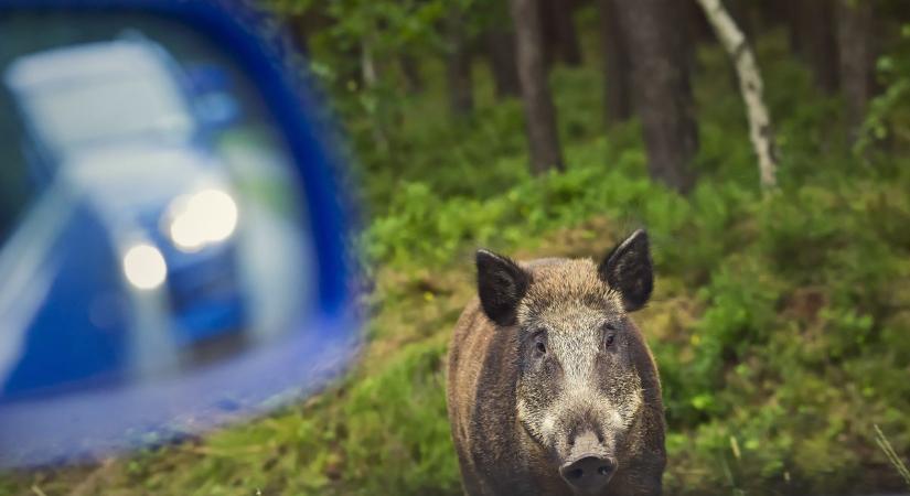 A temetőben is rengeteg kár okoznak a vadak