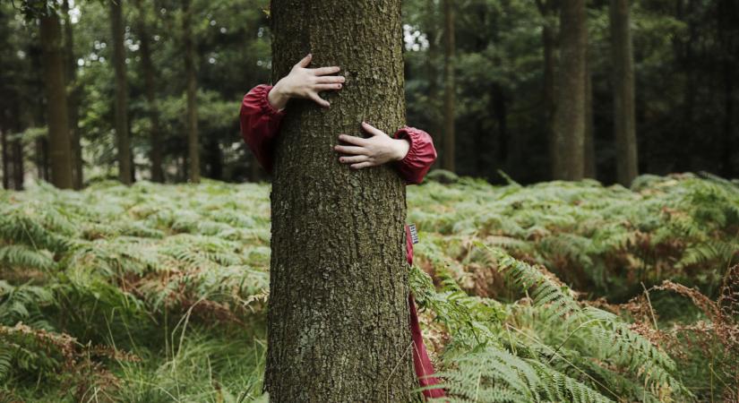Nagy változás a budapesti erdőben: ha gyakran jársz ide, ezt tudnod kell