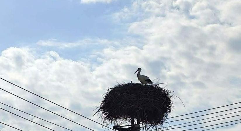 Nagy az öröm, erre a baranyai településre is megérkezett a gólya! (FOTÓ)