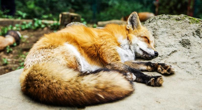 Halálos vírus tizedeli a rókákat Cserkúton: kutyákra és macskákra is végzetes lehet