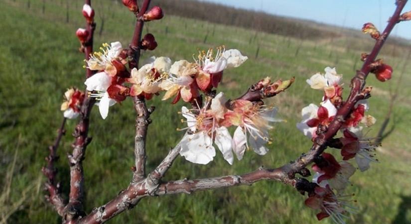 70%-os állami támogatás növénybiztosításra: Itt az új, online módszer az igényléshez