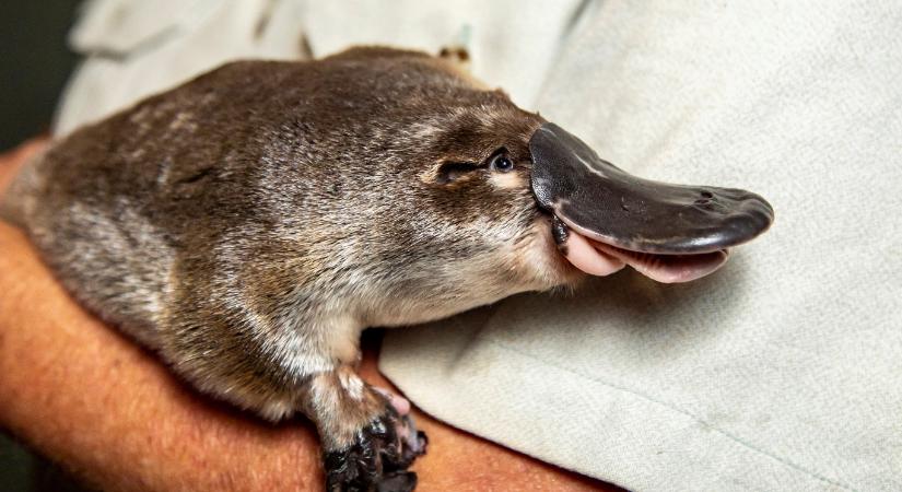 Ha eddig nem lett volna elég groteszk a kacsacsőrű emlős, most újabb furcsaság derült ki róla