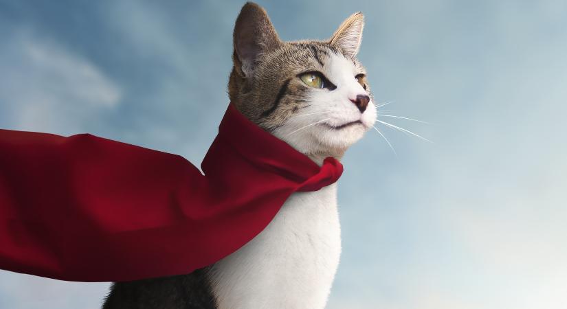 3–5 évvel tovább élhet a macskád, ha így iszik