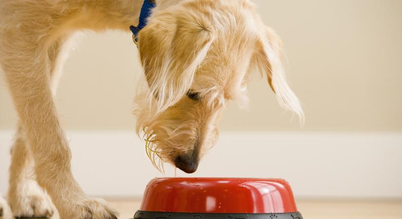 Van egy kis baj a kutyatápokkal