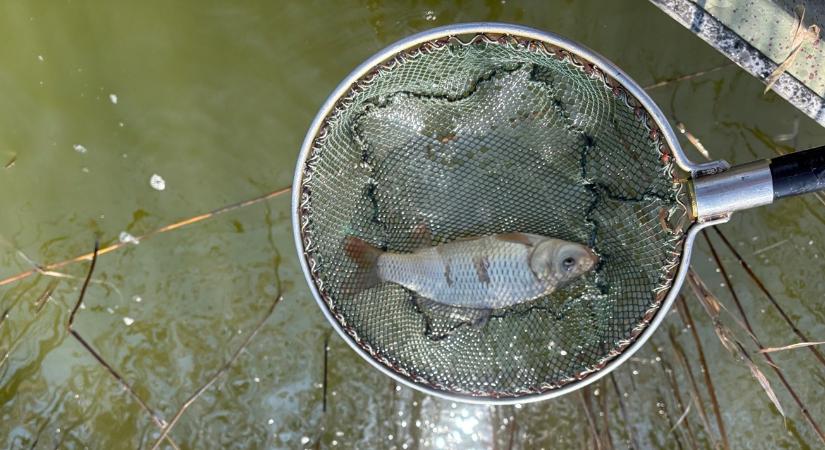 Víz alig van, hal viszont bőven? 80 centis tóba telepítik a 7500 kiló pontyot