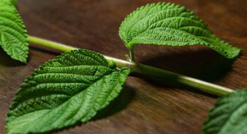 Sokak kedvencét hívta vissza a Nébih a polcokról