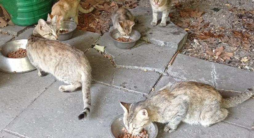Száz macskát találtak egy fehérvári üzemben