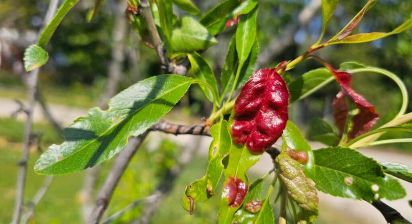 Megelőzés nélkül nincs védelem, időben kell permetezni