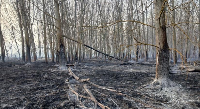 Drámai március, megszaporodtak a tűzesetek száma