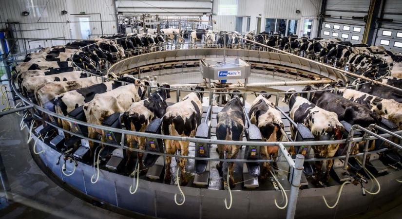 Literenként 15 forint felár – Három hónap alatt 7 milliárd forinttal segíti a kormány a tejtermelő gazdákat