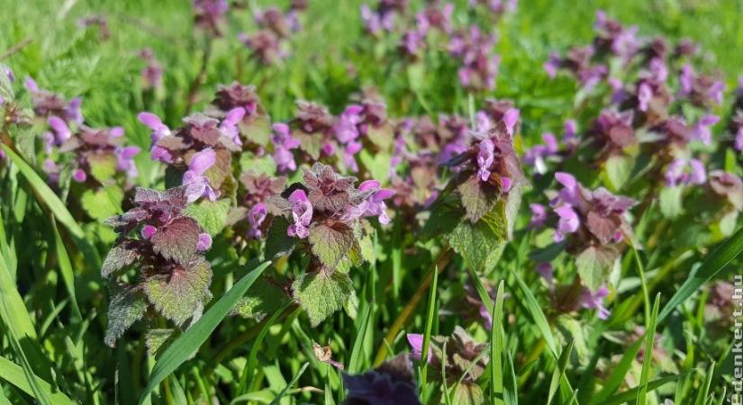 Ez a növény nem egy kiirtandó gizgaz, érdemes meghagyni a kertben