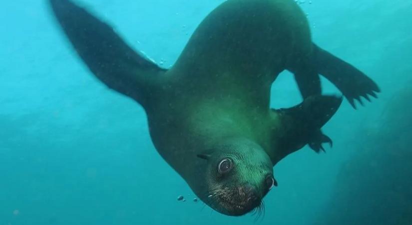 Miért nem száradnak ki a tengeri emlősök a sós tengerben?