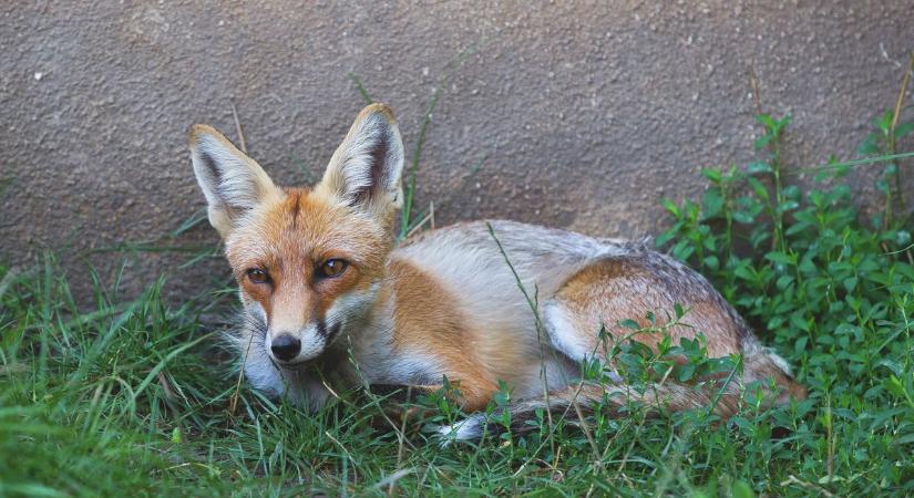 Hamarosan fontos akciót indít a Nébih, Baranya is érintett!