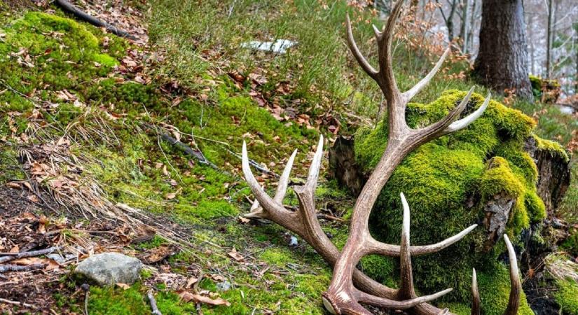 Ez durva! Tudd meg, mi áll az agancshullás hátterében!