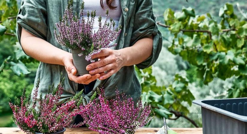 183. alkalommal gyűlt össze a Virágos Sopronért Egyesület az idei tavaszköszöntő eseményén