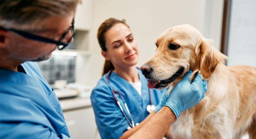 Megvalósult az állatgazdik álma