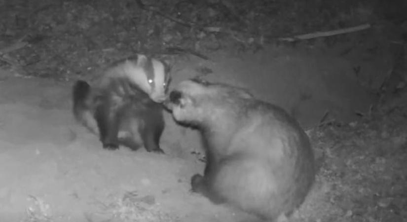 Nem fogod elhinni, mit csinálnak a borzok a Badacsony alatt (videó)