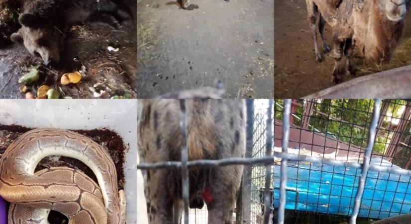 Sebők: A Haladó-VMSZ klikk elbocsátásokkal próbálja eltüntetni a pusztítás nyomait a Palicsi Állatkertben