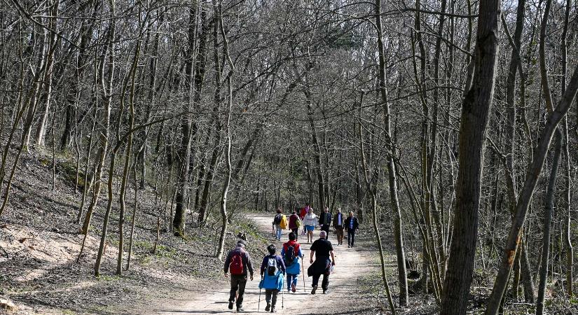 Városierdő-szemléletű kezeléssel újul meg a II. kerületi Nyék-oldal erdeje