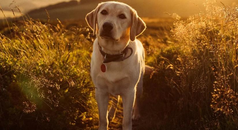 Nem akarta abbahagyni az ásást a kutya – hátborzongató titokra derült fény