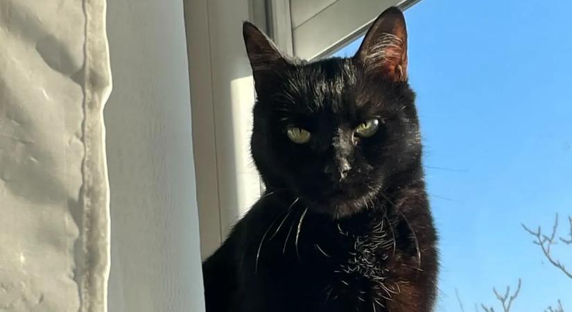 Megrázó részletek a budakeszi tűzeset kapcsán: így menekült meg a lángok közé szorult Lucifer