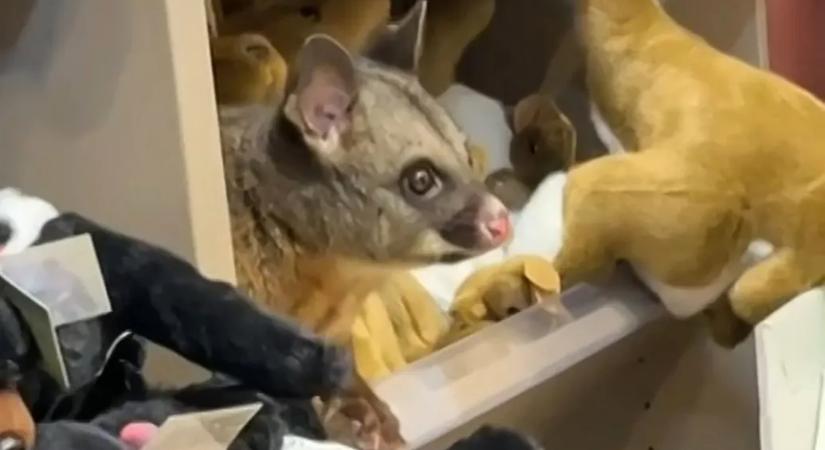 Élő oposszumot találtak plüssállatok között egy ausztrál repülőtéri ajándékboltban