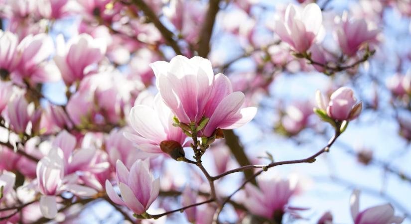 Így gondozd a magnóliát márciusban: annyi virág borítja majd, hogy mindenki megcsodálja
